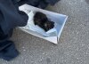 Kitten in schoenendoos gedumpt bij skatebaan in Mijdrecht