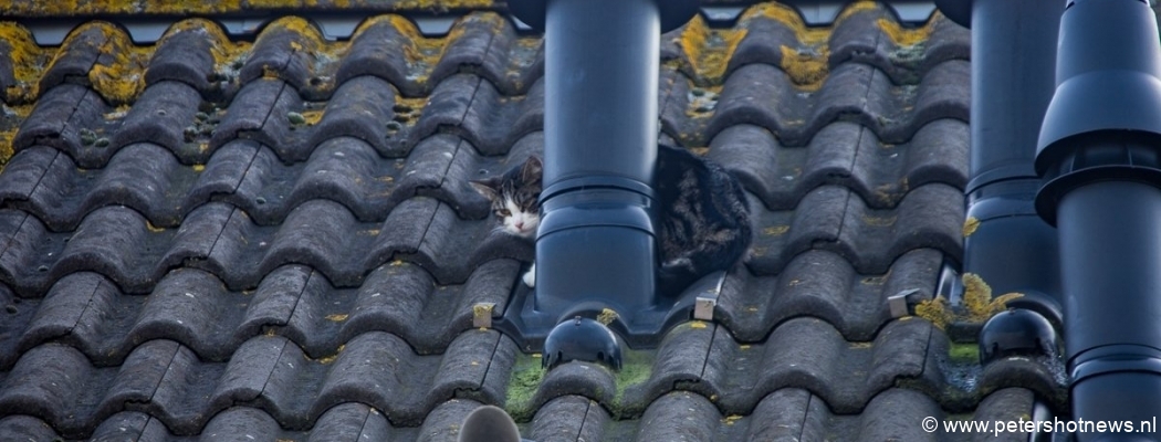 Brandweer haalt kat van het dak in Mijdrecht
